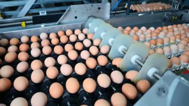Yumurtalı konveyör hattı. Kümes hayvanları fabrikasında yumurta üretimi için tarım teknolojisi. Tavuk çiftliğinde endüstriyel ekipman