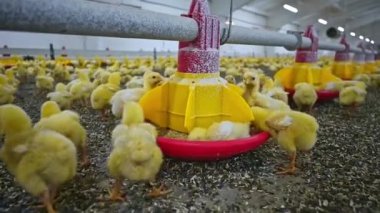 Yavru tavuğun büyük kümes hayvanları çiftliğinde tahıl yemesi. İçeride tavuk çiftliği, tavuk besleme konsepti.