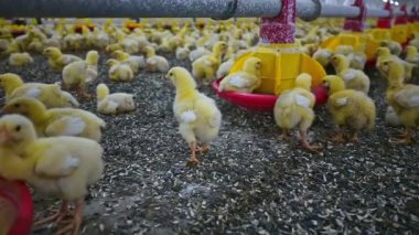 Kümes hayvanları çiftliğinde koşan genç sarı tavuklar ve özel besleyiciden tahıl yiyorlar. Kuşlar ve tarım sektörü kavramı
