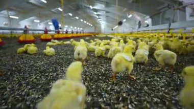 Büyük modern kümes hayvanları çiftliğindeki çayırlarda yürüyen küçük sevimli kuşlar. Tarım sektörü konsepti. Hızlı hareket görünümü