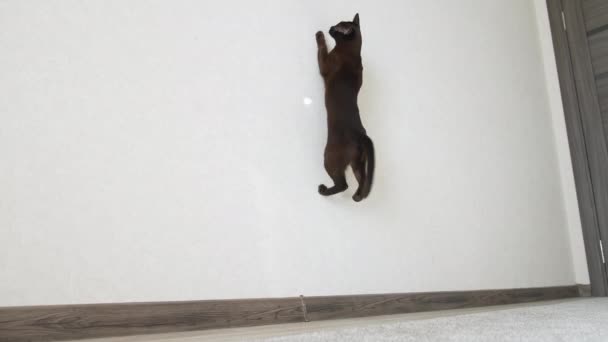 Gato Jugando Con Luz Solar Gato Marrón Jugando Con Reflejo — Vídeos de Stock
