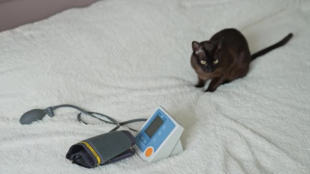 屋内で愛らしい茶色の猫 猫は家のタノメーターの近くのベッドに座ってリラックス 動物コンセプト — ストック動画