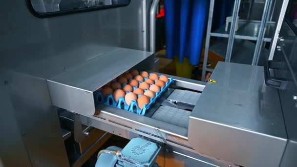 チキンファームの産業機器 現代の家禽農場に卵を置き換える自動機械 フードビジネスコンセプト — ストック動画