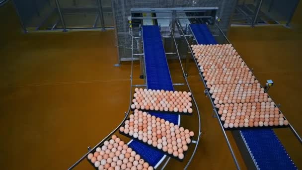 Яйца Сортируются Машинам Транспортировки Упаковочный Цех Большой Ферме Производству Яиц — стоковое видео