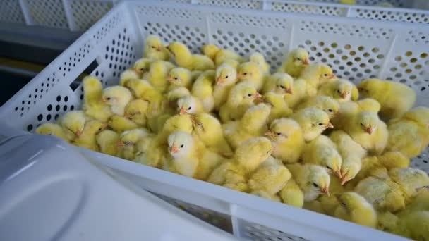 Kis Csirkék Egy Dobozban Egy Baromfitelepen Műanyag Tartály Sok Sárga — Stock videók