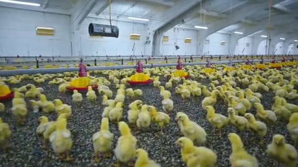 大きな近代的な家禽農場でたくさんの赤ちゃんの鶏が飼育されています 農場のパドックを歩く小さなかわいい鳥たち 農業ビジネスコンセプト — ストック動画
