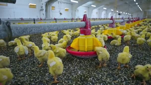 Duża Grupa Nowo Wyklutych Piskląt Fermie Kurczaków Małe Ptaszki Jedzące — Wideo stockowe