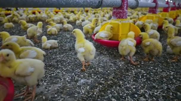 Mladá Žlutá Kuřata Která Běhají Drůbeží Farmě Jedí Obilí Speciálního — Stock video
