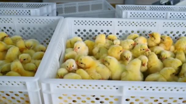 Kümes Hayvanları Çiftliğinde Kutulardaki Küçük Piliçler Plastik Kaplarda Sevimli Sarı — Stok video