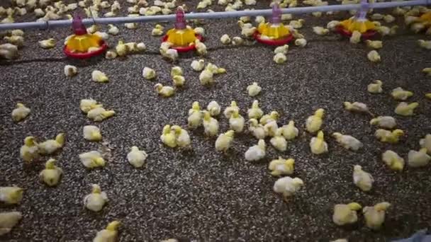 Malá Žlutá Kuřátka Farmě Kontrola Teploty Světla Uvnitř Kuřecí Farmy — Stock video
