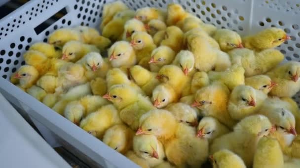 Pollitos Cajas Granja Avícola Lindos Pollos Amarillos Recipientes Plástico Concepto — Vídeo de stock