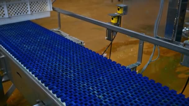 Many Newborn Yellow Chickens Plastic Drawer Poultry Farm Conveyer Chicken — Stock Video