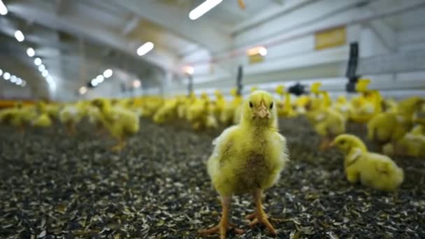 黄色の新生児チキン ブロイラー養鶏場で 小さな雛を食べると種の上に横たわると鶏ファームの室内 — ストック動画