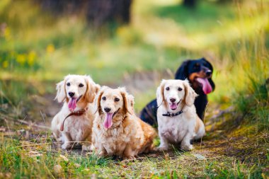 Ahenkli Oturan Üç Köpek Grubu. Farklı cinsten üç köpek sakince yan yana oturur, dostluk ve birlik gösterirler..