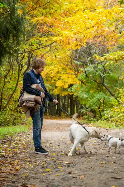 Man Walking Dogs in the Woods, Nature, Exercise, and Companion Animals. A woman enjoys a walk in the serene woods while taking her dogs for some exercise.