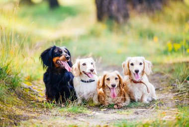 Ormanda birlikte oturan dört köpek.