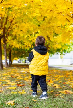 Küçük çocuk sonbaharda parkta yürür. Çimlerin üzerinde sarı yapraklar.