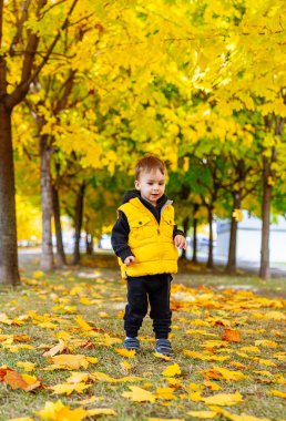 Küçük çocuk sonbaharda parkta yürüyor ve elinde sarı bir yaprak tutuyor..