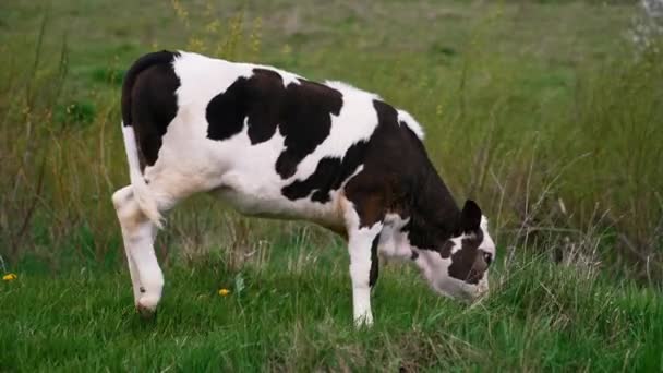 小母牛在田里吃草 黑白相间的母牛在田野里散步 — 图库视频影像