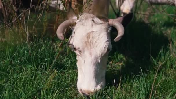 Sluiten Van Koeien Grazen Het Veld Aantrekkelijke Koe Zoek Naar — Stockvideo
