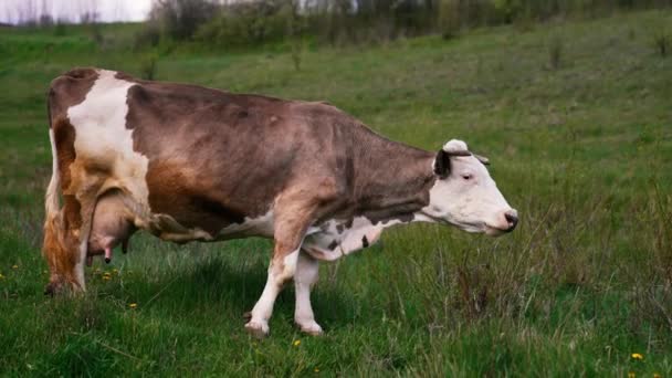 漂亮的奶牛吃青草 奶牛慢吞吞草的动作 — 图库视频影像