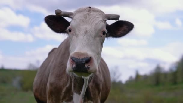 靠近牧场放牛的地方 吸引人的奶牛看着相机 — 图库视频影像