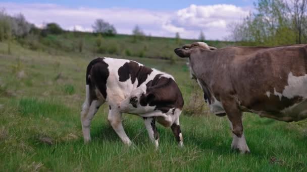 Nahaufnahme Der Grasenden Attraktiven Kuh Auf Dem Feld Herde Kühe — Stockvideo