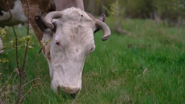 野原で牛を放牧する様子を見る 緑の草を食べている牛の頭 — ストック動画
