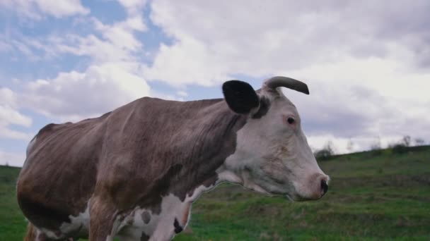 Hermosa Vaca Caminando Campo Comiendo Hierba Vista Cerca Vaca Pastando — Vídeos de Stock