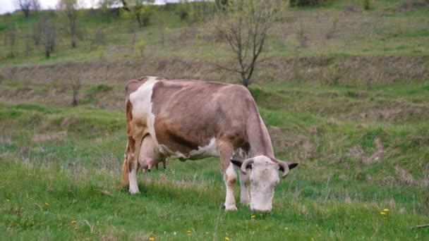 Vaca Caminando Por Campo Vaca Cría Agrícola Campo — Vídeos de Stock