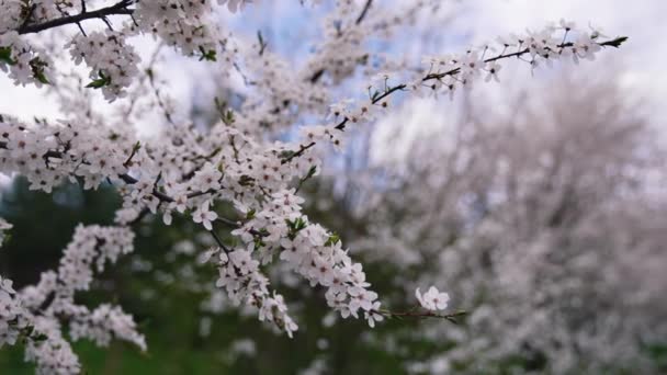 Schöne Zarte Weiße Blüten Auf Dem Zweig Wunderbare Natur Des — Stockvideo
