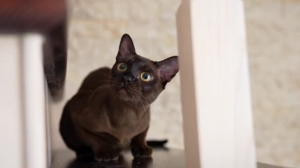 Roztomilý Kočička Držet Lov Sledování Rozkošná Tmavá Kočka Sedí Zemi — Stock video