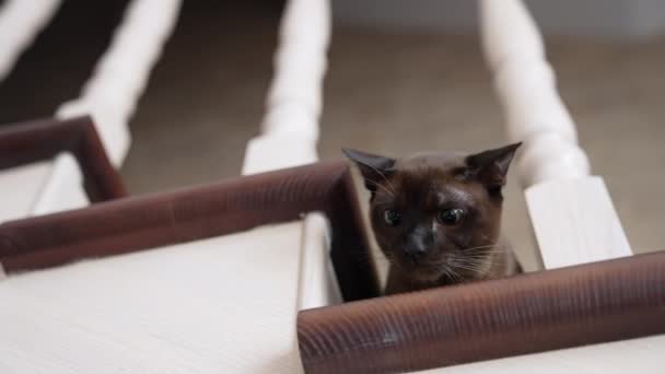 Entzückende Dunkle Katze Auf Dem Boden Sitzend Und Jagdspielzeug Niedliche — Stockvideo