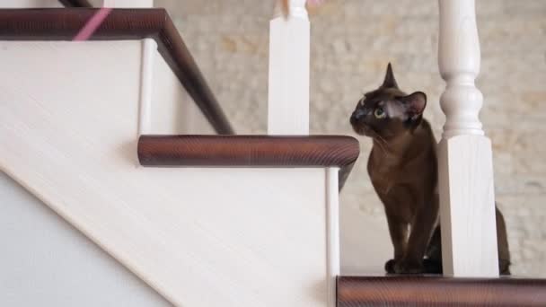 Young Dark Cat Playing Toy Cheerful Black Kitty Hunting Toy — Stock Video