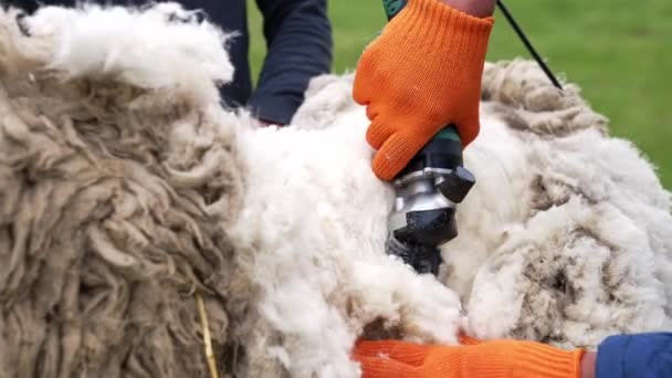 人剪羊毛 在农场工作的采集者 — 图库视频影像