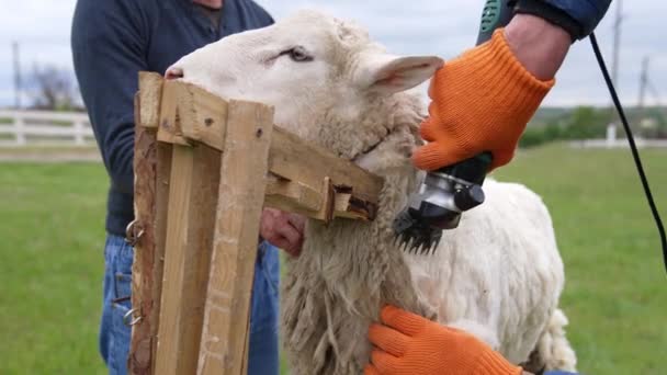 Vlna Odstřižená Ovcí Člověkem Farmář Stříhání Vlna Ovce — Stock video