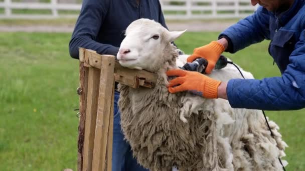 Yetişkin Çiftçi Koyunların Yünlerini Kırpıyor Elektrik Makinesiyle Kırpma Yapan Tarım — Stok video
