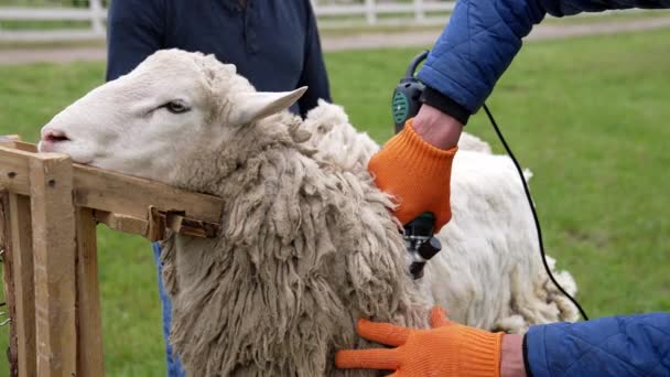 农夫剪毛白羊 人从羊身上剪毛 — 图库视频影像