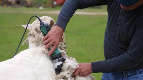 农夫剪羊毛羊 羊毛是从羊身上被人剪下来的 — 图库视频影像