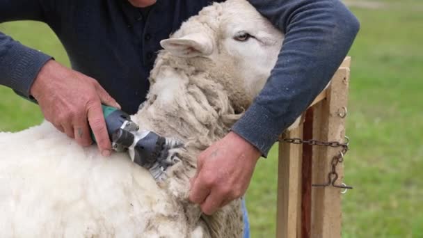 英俊的农民剪羊毛 人类在农场里用电动机器分享羊的毛 — 图库视频影像