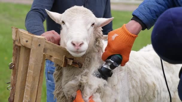 农夫从羊身上剪羊毛 成年农民剪毛卷曲 — 图库视频影像