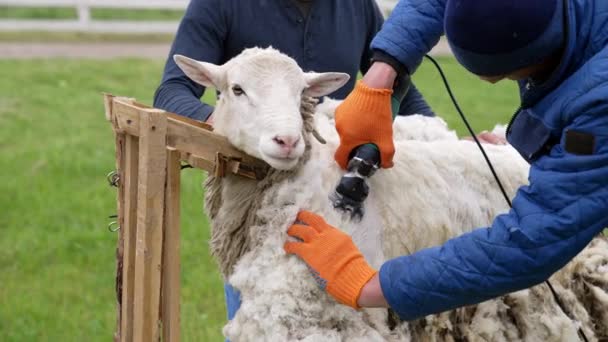 成年农民剪毛卷曲 农夫从羊身上剪羊毛 — 图库视频影像