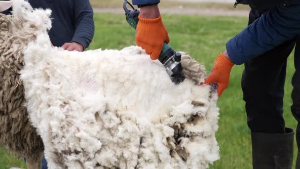 Bílá Vlna Stříhající Ovce Zemědělský Zemědělec Stříhá Ovce — Stock video