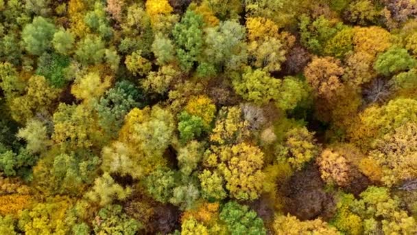 橙色秋天五彩斑斓的森林无人驾驶景观 美丽的季节风景 — 图库视频影像
