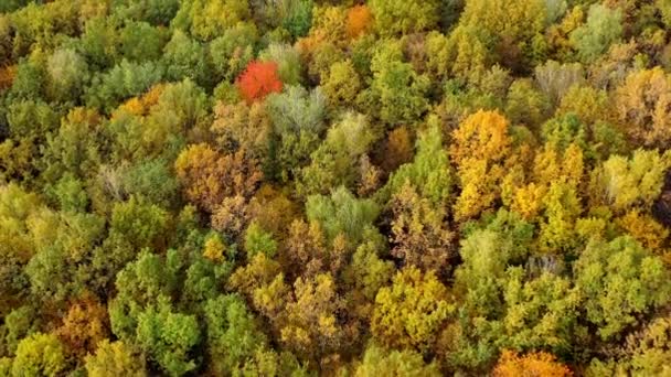 Belos Cenários Temporada Laranja Outono Colorido Floresta Drone Vista — Vídeo de Stock