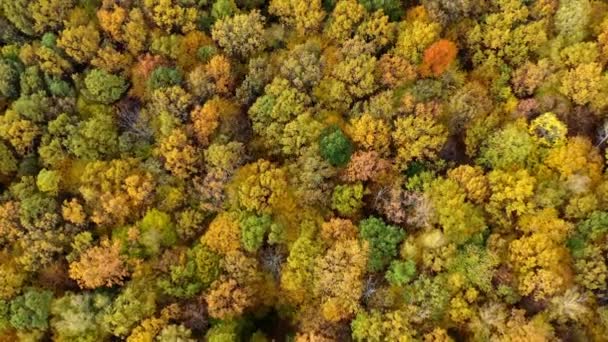 Paisagens Coloridas Natureza Sazonal Vista Aérea Floresta Amarela Outono — Vídeo de Stock