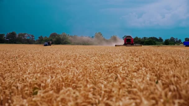 Комбинат Работает Пшеничном Поле Сельскохозяйственная Машина Сбора Пшеницы — стоковое видео