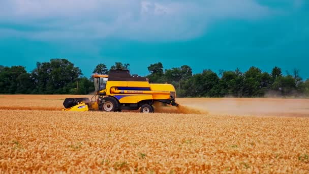 混合采金农业小麦 夏天金色的小麦在田里收获 — 图库视频影像