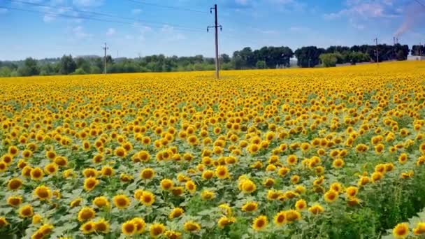 Letni Przyroda Powietrzny Wzrost Słonecznik Pole Rolne Słoneczników — Wideo stockowe