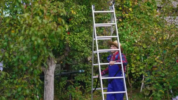 Granjero Trayendo Una Escalera Para Recoger Agricultor Frutas Cosechando Una — Vídeos de Stock